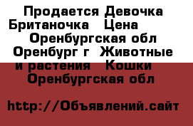 Продается Девочка Британочка › Цена ­ 2 000 - Оренбургская обл., Оренбург г. Животные и растения » Кошки   . Оренбургская обл.